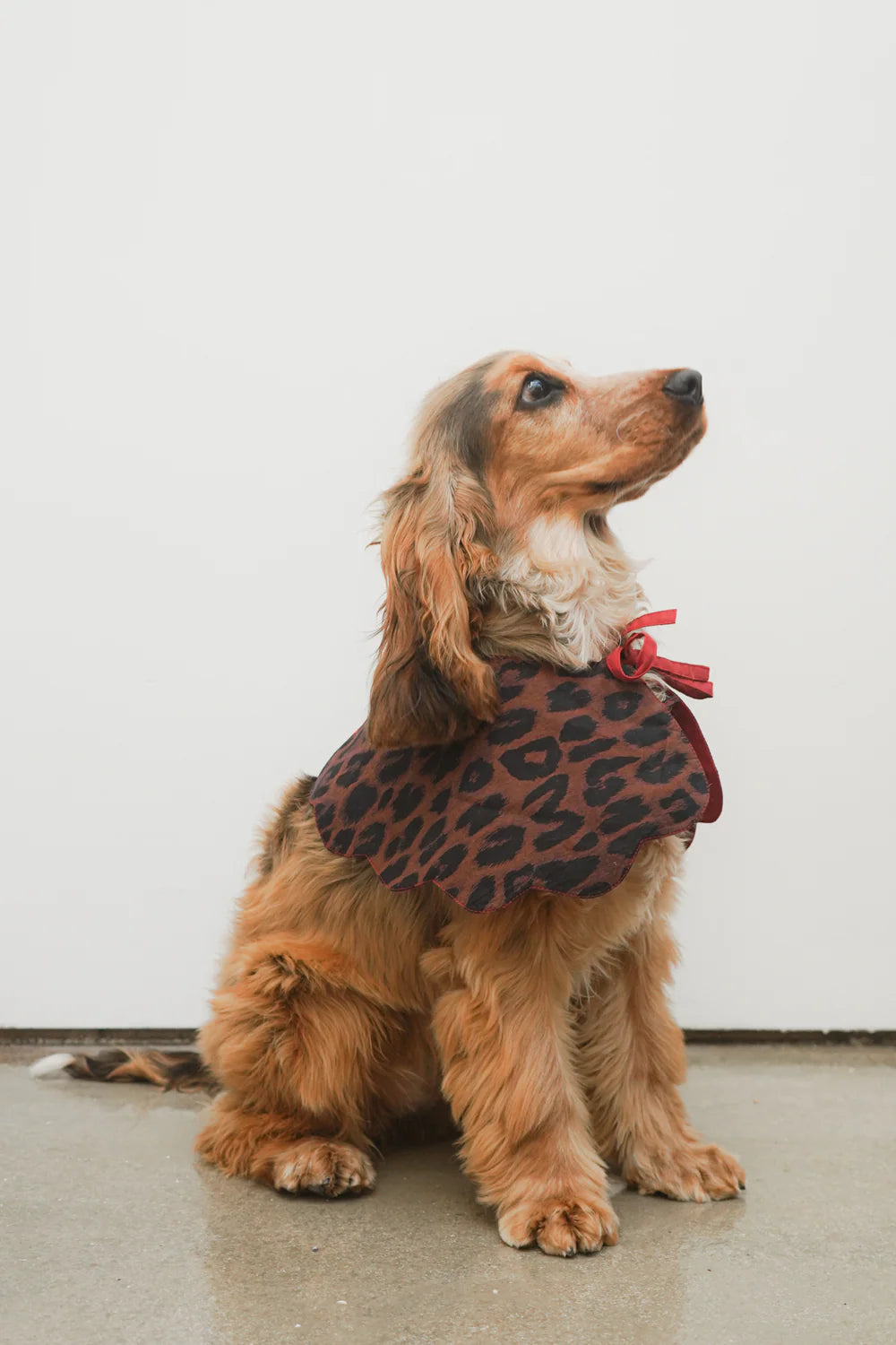 Dark Leopard Novelty Wastage Collar