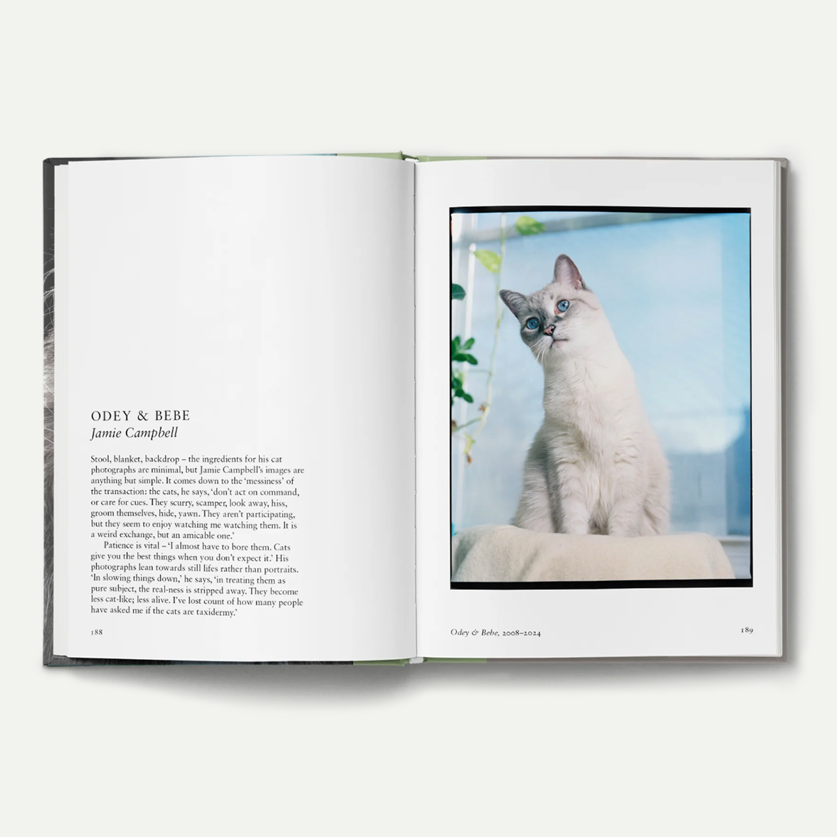 New Photography of the Cat