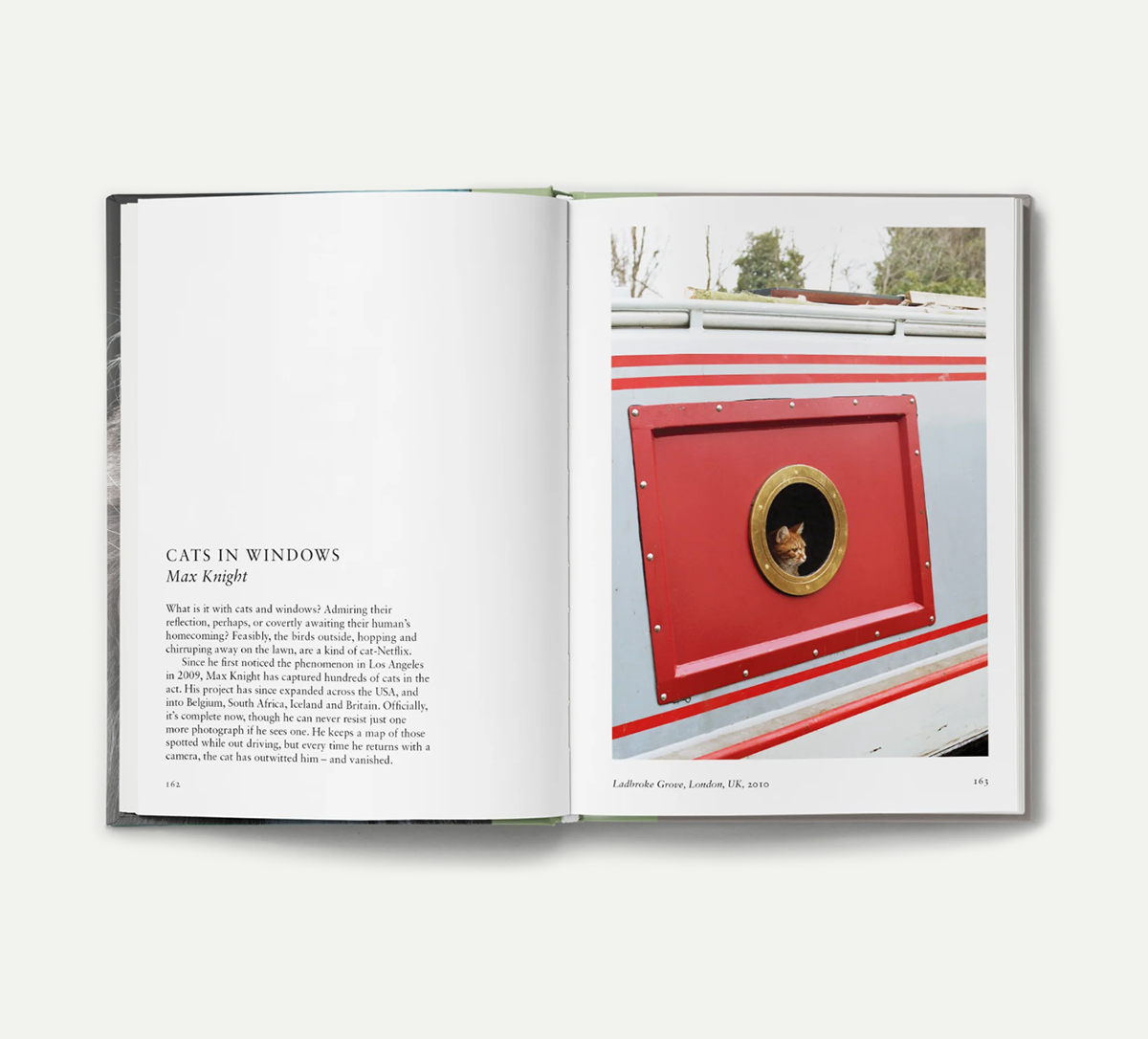 New Photography of the Cat