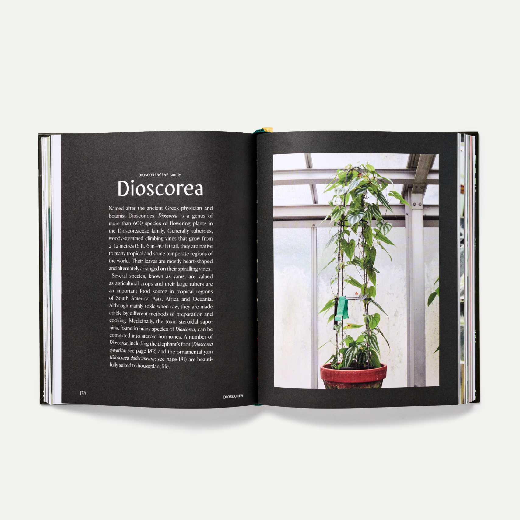 Plantopedia by Lauren Camilleri & Sophia Kaplan