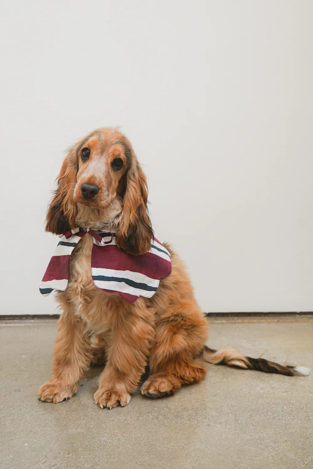 Burgundy Stripe Novelty Wastage Collar