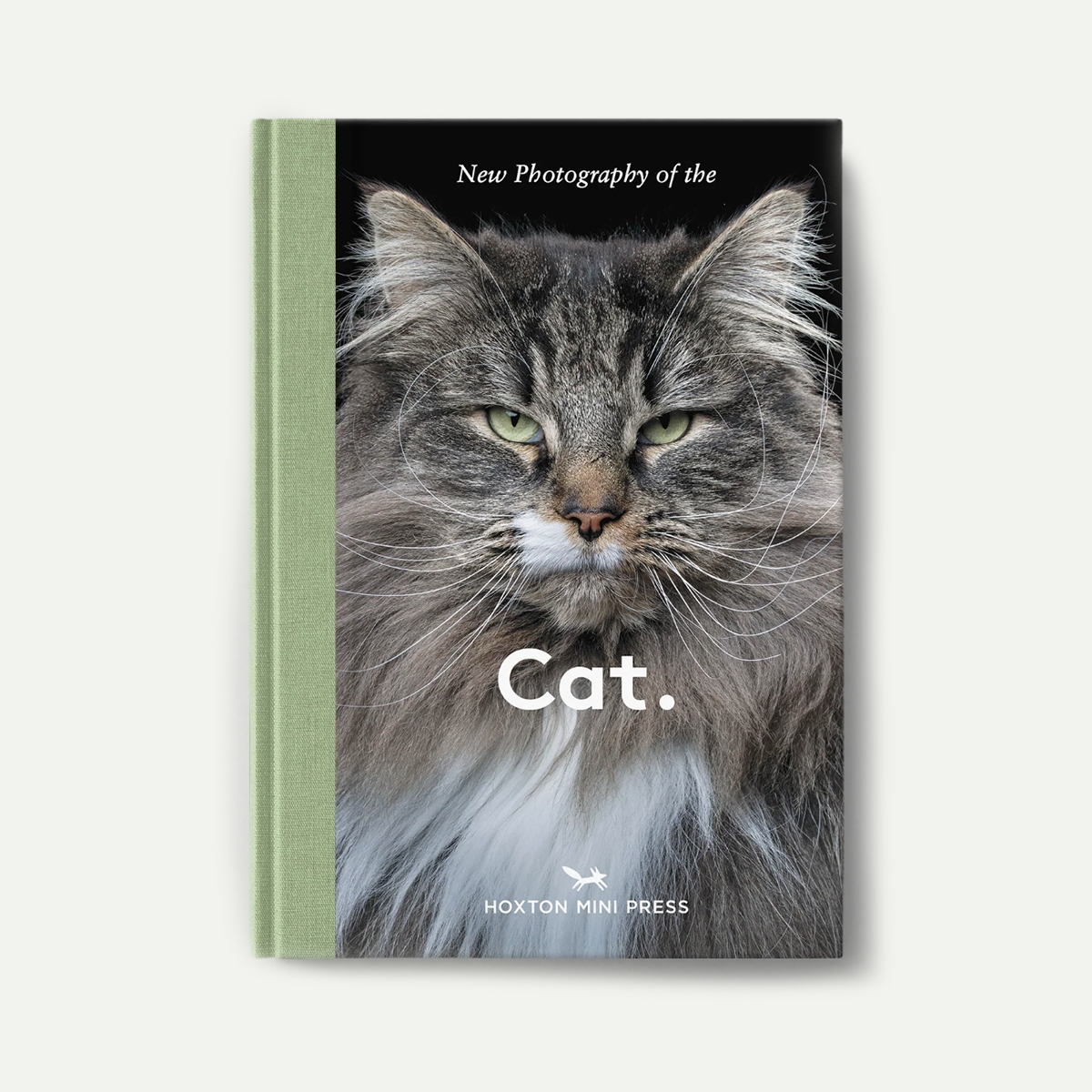 New Photography of the Cat