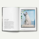 New Photography of the Cat