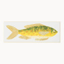 Cheery Fish