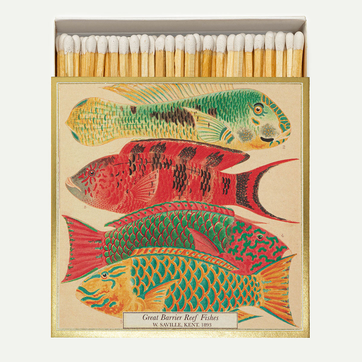Natural History Museum Fish Safety Matches
